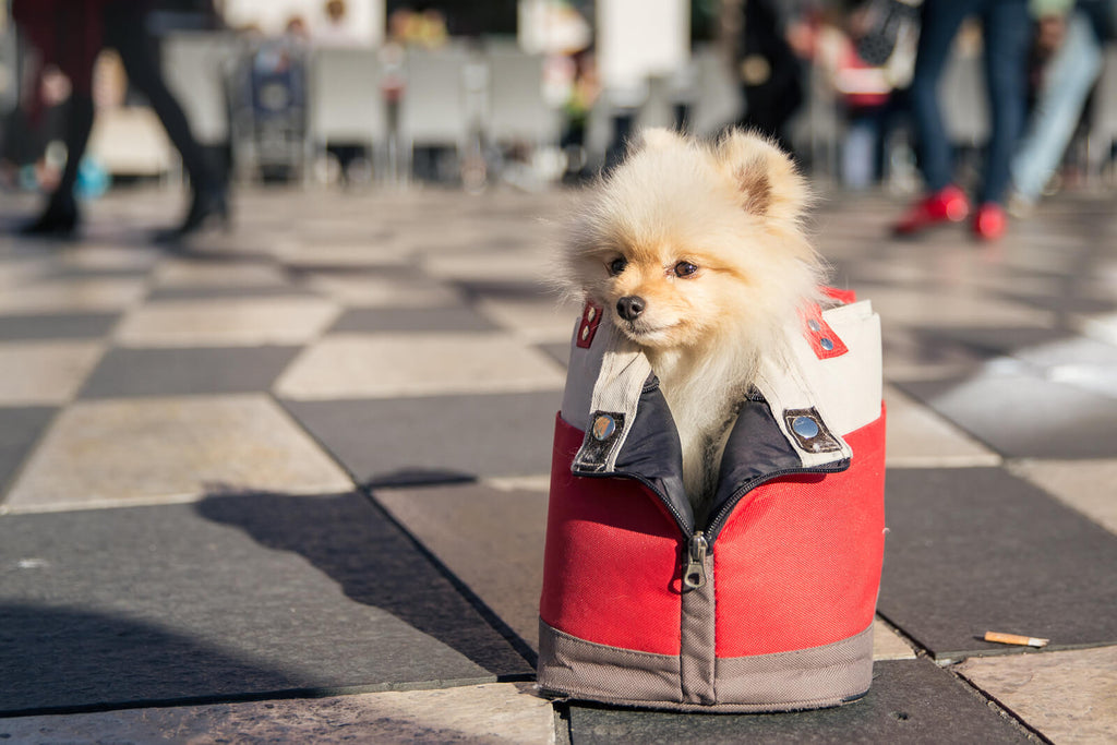 Dogs in Bags, Baskets, Bicycles and Baby Carriages