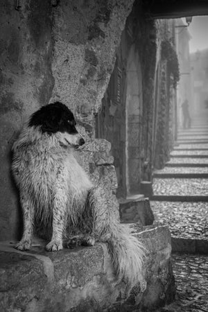 Out of the Mist