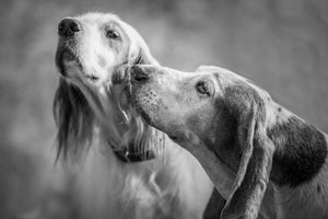 Kiss Me, Kate