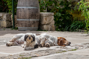French Village Dogs