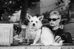 The Lady and the Tramp