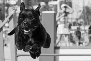 Jump and You  Will Fly