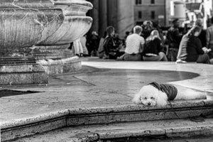 Pup at the Parthenon