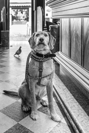 The Spinone's Bar