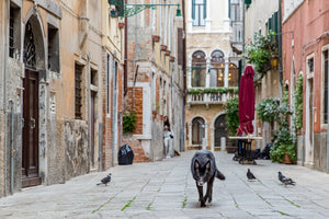A Wolf in Venice
