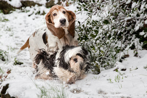 Snow Balls of Fur